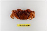 藏品(帝王仿相手蟹)的圖片